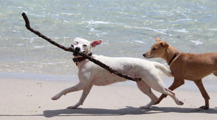 Recopilación de perros graciosos ¡en la playa!
