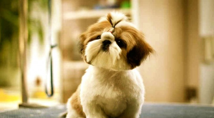 Un hombre se divierte mucho ¡con su pequeño perrito!