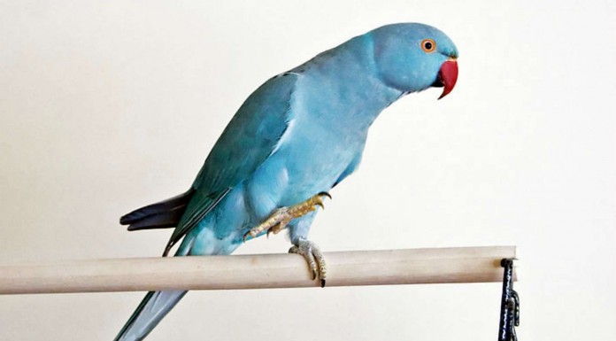 Una cotorra recibe su regalo de cumpleaños