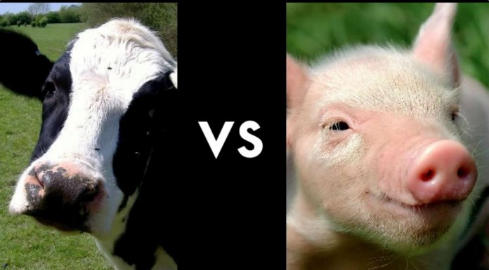 Una vaca y un cerdo ¡quieren mimos!
