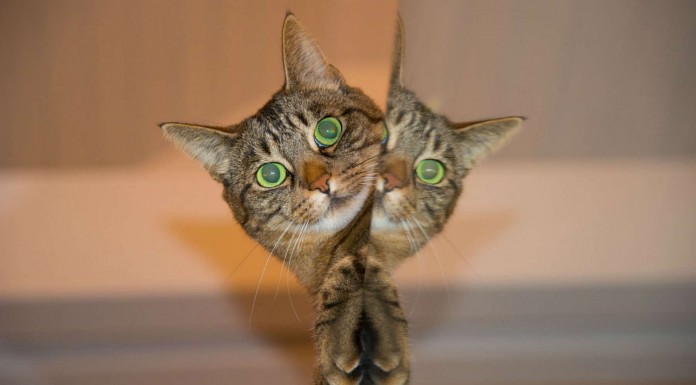 Gatos y sus reacciones graciosas