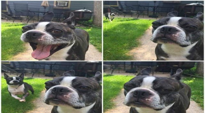 Animales ¡muy graciosos! (Parte II)