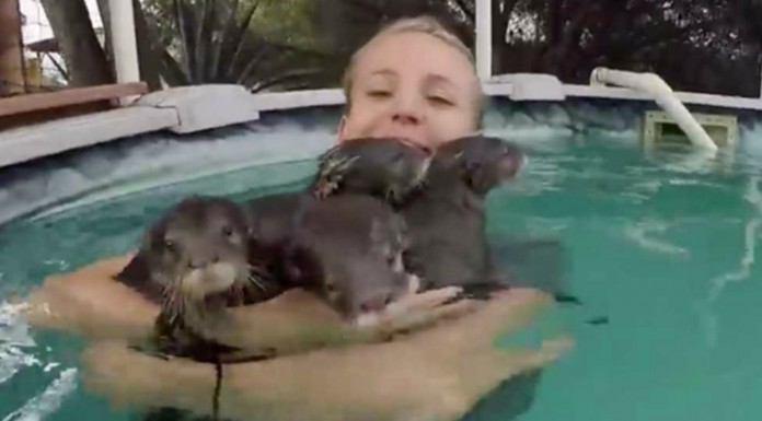 Baño ¡con nutrias!