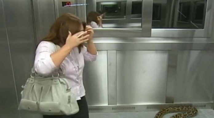 Bichos ¡en el ascensor!