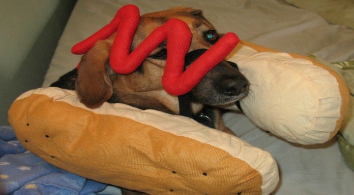 Disfraces para mascotas ¡muy simpáticos!