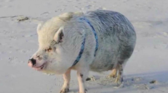 El cerdito que disfrutó como nunca ¡en el mar!