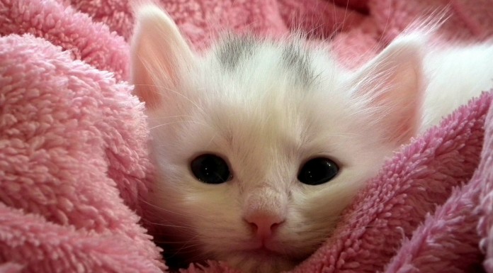 El extraño hábito de este gatito te hará ¡sonreír!