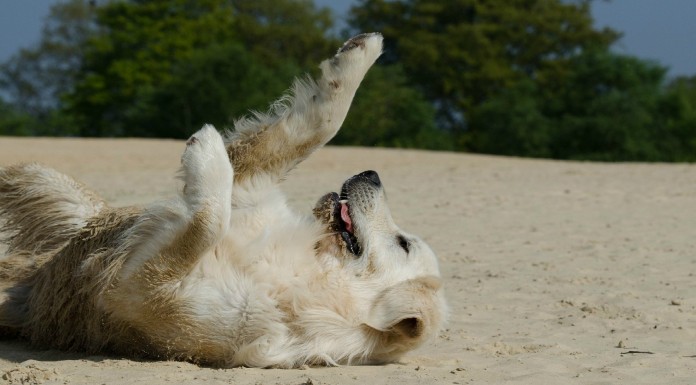 El perro y el camión de los helados