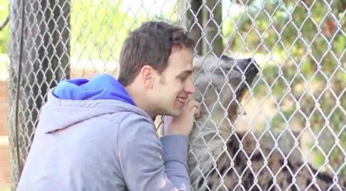 Esta hiena se reencuentra con su salvador