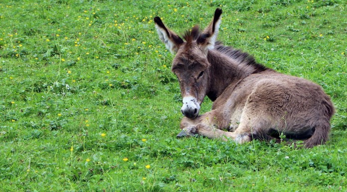 Este burro está como un rey