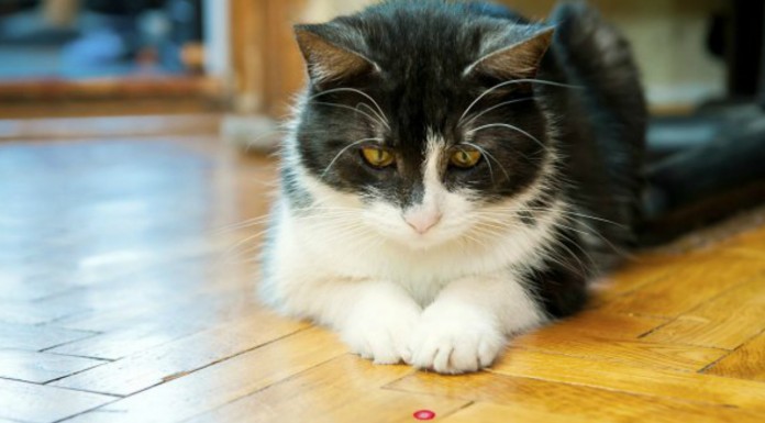 Este obrero indio ¡parece un gato!