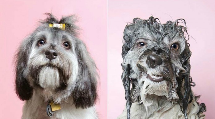 Fotos de perros mojados ¡muy graciosas! (Parte I)