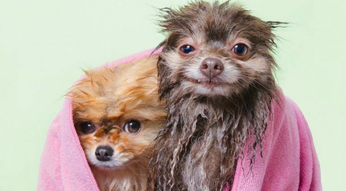 Fotos de perros mojados ¡muy graciosos! (Parte II)