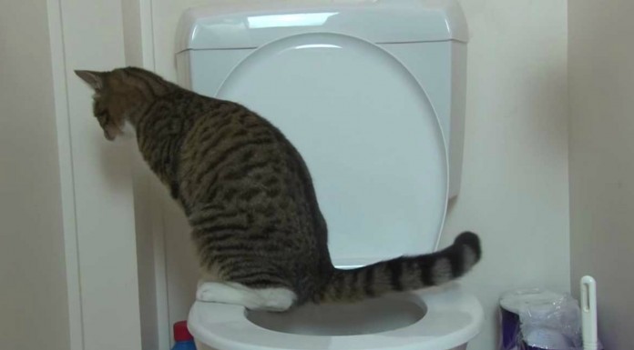 Gato que deja en vergüenza ¡a cualquier perro!