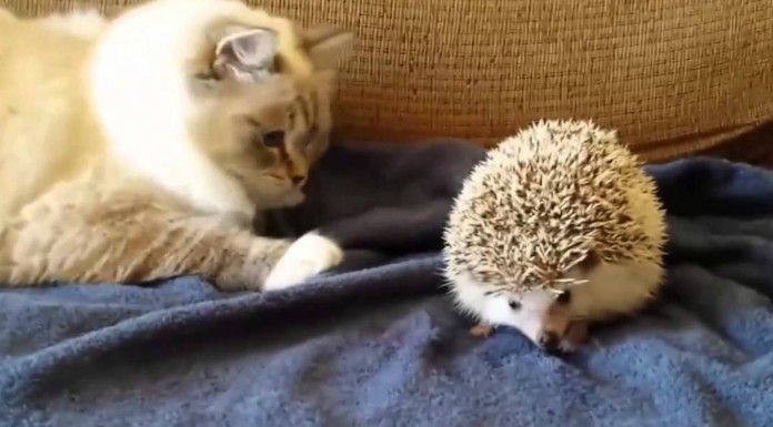 Gatos conociendo animales