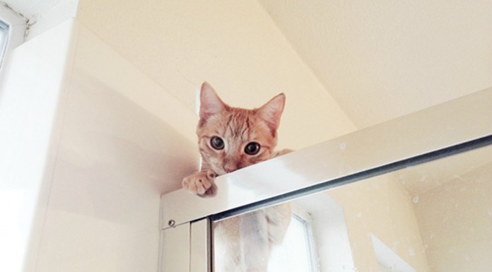 Gatos que no respetan tu espacio (Parte I)