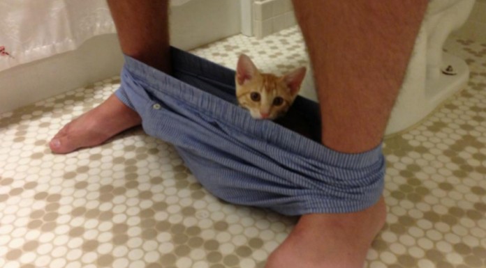 Gatos que no respetan tu espacio (Parte II)