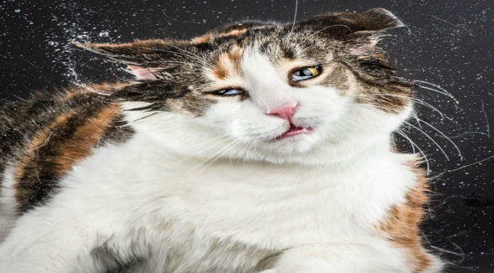 Gatos sacudiéndose y relamiéndose ¡muy divertidos!