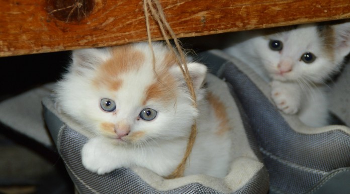 Gatos ¡que no te dejan trabajar!