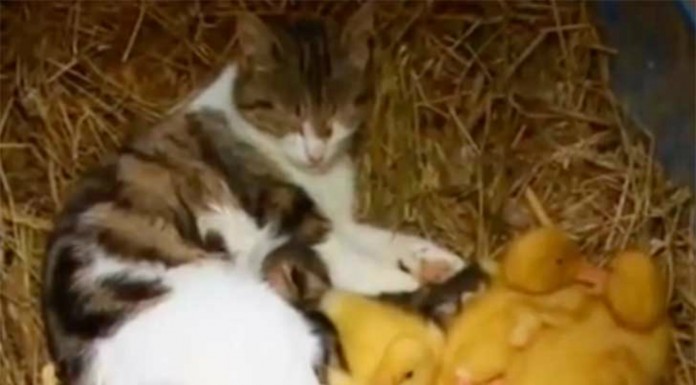 La extraña familia de esta gata ¡te sacará una sonrisa!