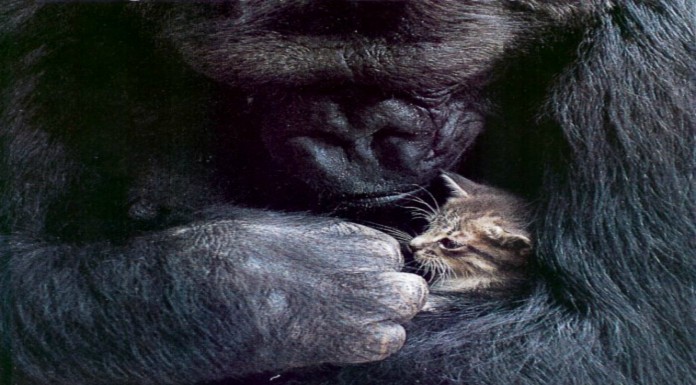 La gorila que adopta gatitos