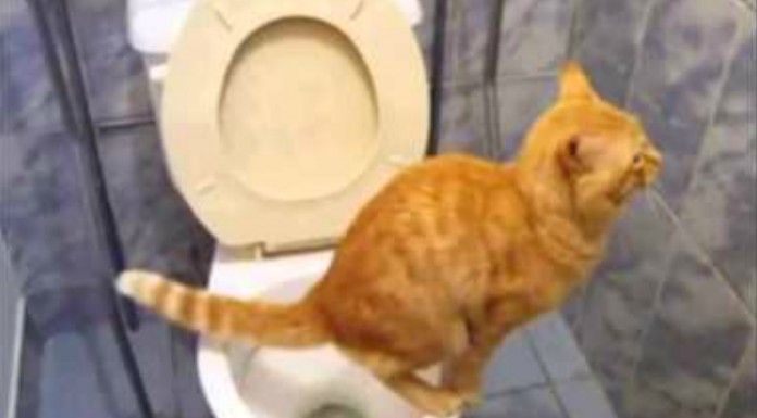 Los 10 animales más graciosos de internet