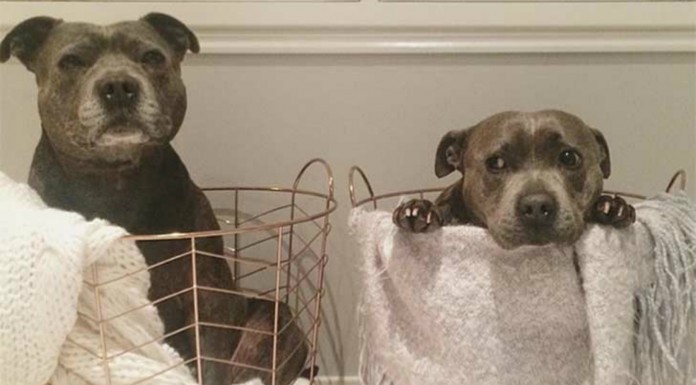 Los mejores amigos ¡perrunos!