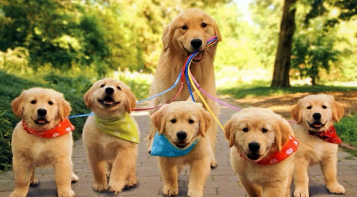 Mamás perrunas ¡muy orgullosas de sus cachorros!