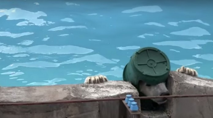 Mira lo que hace este oso ¡para divertirse!