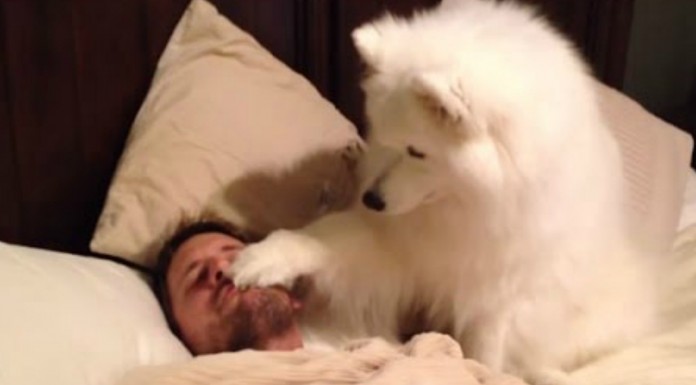 Perros que despiertan ¡a sus dueños!