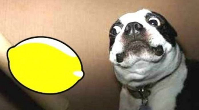 Perros y limones: reacciones ¡divertidas!