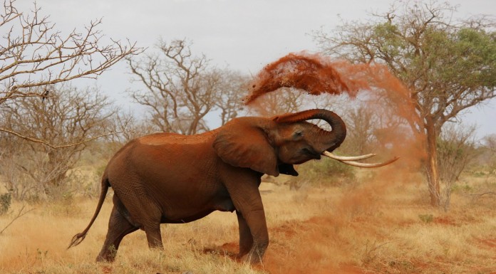 Tu mejor amigo: ¡un elefante!