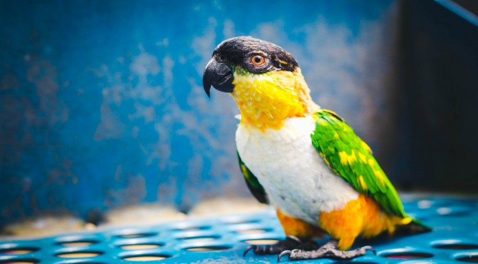 Un pequeño pájaro se divierte ¡con un papel!