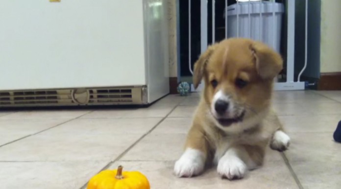 Un perrito y una calabaza ¡adorables!