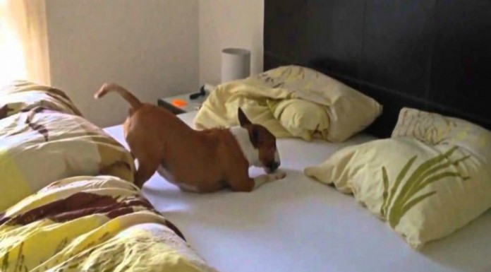 Un perro muy feliz en la cama