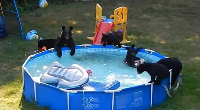 Unos osos y una piscina ¡divertidísimo!