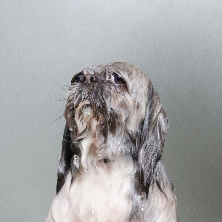 perros-mojados-16