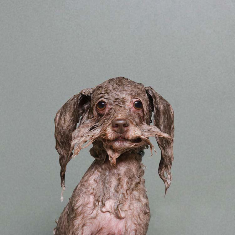perros-mojados-7