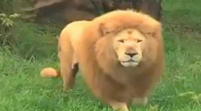 A este león ¡le gusta el fútbol!