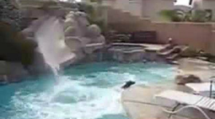 A este perro ¡le encanta el tobogán!