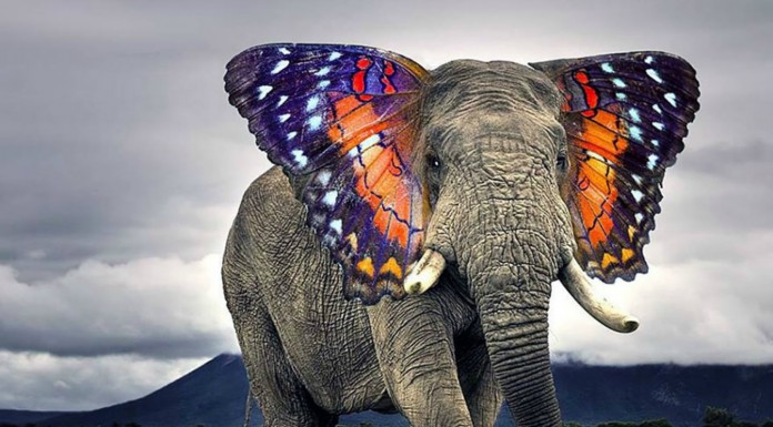 Animales híbridos creados con Photoshop