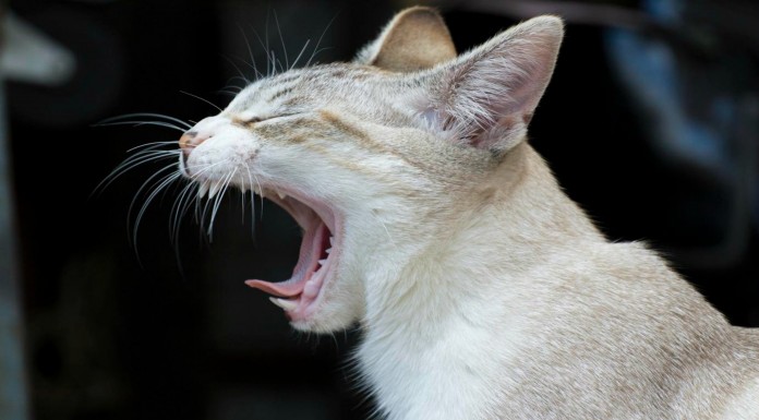 Animales que tienen ¡mucho sueño!