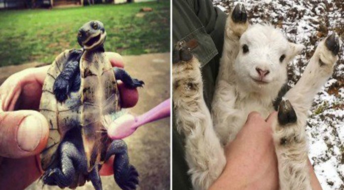 Animales ¡que tienen cosquillas! (Parte I)