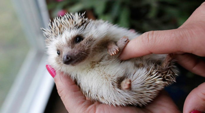 Animales ¡que tienen cosquillas! (Parte II)