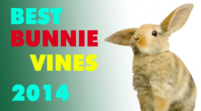 Conejos ¡muy divertidos!