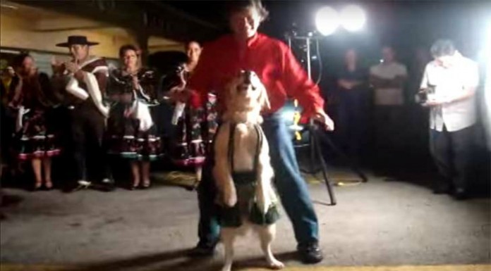 El perro que baila merengue