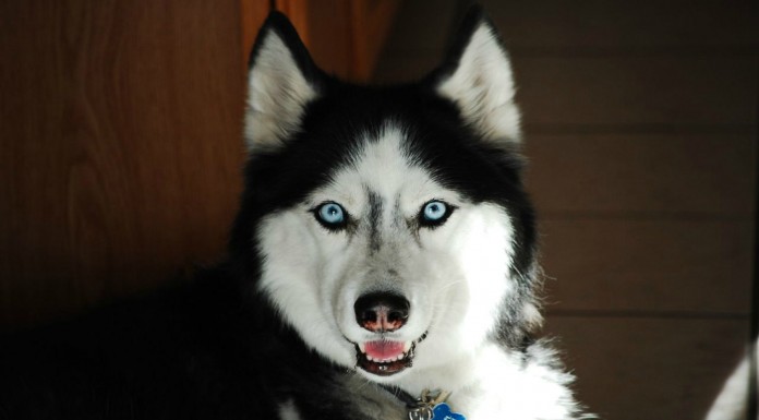 El perro que llora cuando llora el bebé