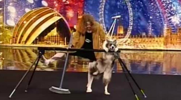 El perro que quería ser actor