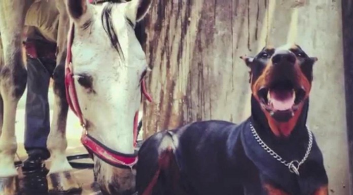 El susurrador de caballos