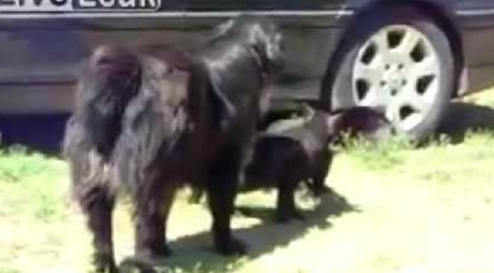 Este perro policía ¡evita peleas gatunas!